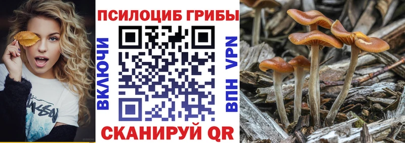 Галлюциногенные грибы Psilocybe  кракен онион  Тайшет 